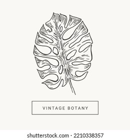 Monstera leaf hand draw vintage engraving clip art isolated on white background