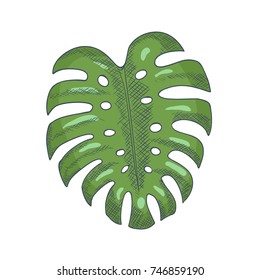 Monstera Leaf Hand Drawn Engrave. Vector illustration