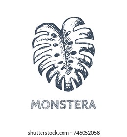 Monstera Leaf Hand Drawn Sketch on White. Vector illustration