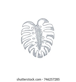 Monstera Leaf Hand Drawn Sketch Engrave. Vector illustration