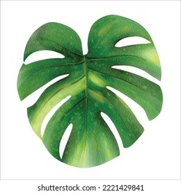 Monstera Leaf. Handgezeichnete tropische, grüne Blattwasserfarbe Illustration. Vektorgrafik. 
Wasserfarbe einzeln auf weißem Hintergrund.