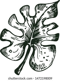 Monstera leaf. Hand drawn vector illustration of monstera leaf. For pattern, logo, template, banner, posters, invitation and greeting card design.
