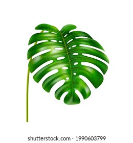 Monstera leaf with holes, stable of tropical plant, vegetation of jungles or exotic forests, rainforest greenery. Foliage and leafage in summer, wide botany shape. Realistic 3d cartoon vector