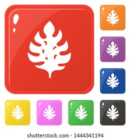 Monstera leaf icons set 8 colors isolated on white. Collection of glossy square colorful buttons. Vector illustration for any design.