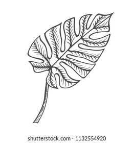 Monstera leaf illustration, drawing, engraving, ink line art vector