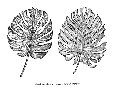 Monstera Vector Stock Vectors, Images & Vector Art | Shutterstock