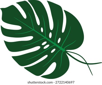 Monstera leaf illustration featuring characteristic holes and splits, presented on a crisp white background, perfect for adding a touch of tropical elegance to any design or decor.