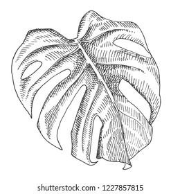 Monstera Blatt einzeln Symbol. Handgezeichnete Illustration tropischer Blätter. Exotische Vektorgrafik.