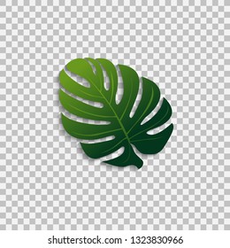 Monstera leaf isolated on transparent background - background