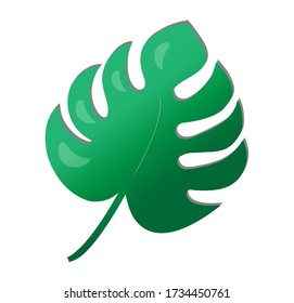 Monstera leaf isolated on white background. Vector.