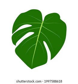 Hoja de Monstera aislada en fondo blanco. EPS10 de ilustración vectorial
