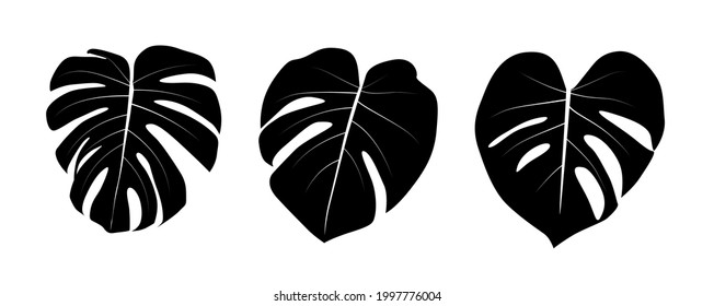 Hoja de Monstera aislada en fondo blanco. EPS10 de ilustración vectorial