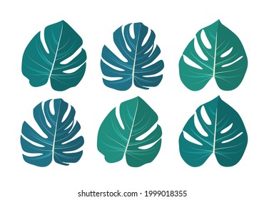 Monstera leaf isolated on white background. Vector Illustration EPS10