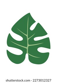 Hoja de Monstera aislada en blanco. Ilustración vectorial.