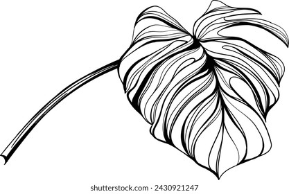 Monstera leaf isolated on white. Tropical leaf hand drawn abstract illustration.