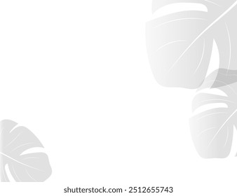 Monstera leaf isolated on a white 
 background. Spa