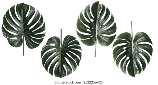 monstera leaf isolated on white back ground
