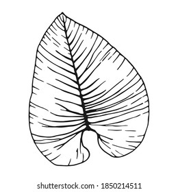 Monstera leaf line art. Contour drawing. abstract tropical leaf isolated on white. Philodendron Leaf
