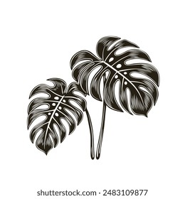 Ilustración vectorial de arte de línea de hoja Monstera.