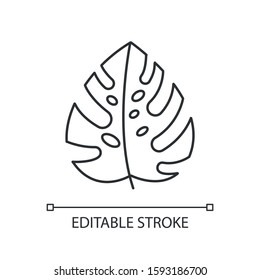 Monstera leaf linear icon. Evergreen tropical forest vines. Swiss cheese plant. Indonesian islands nature. Thin line illustration. Contour symbol. Vector isolated outline drawing. Editable stroke