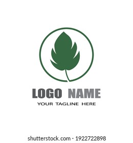 Monstera leaf logo vector design