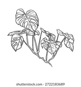 Hoja de monstera en una rama, boceto en blanco y negro. Ilustración vectorial. Hojas de árbol tropical, aisladas sobre un fondo blanco. Plantas de vida silvestre exuberantes verdes y follaje de la selva fresca.