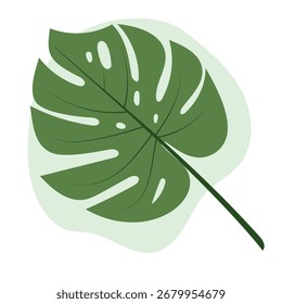 Monstera auf weißem Hintergrund. Grün 
Pflanzenvektor. Element für Design. 