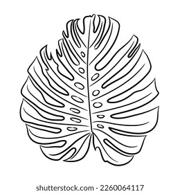 Monstera, leaf of ornamental plant with holes, sketch draw from contour black brush lines different thickness on white background. Vector illustration.