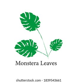 Monstera Leaf picture vector illustration isolated object