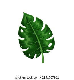 Monstera leaf. Plant of tropical forests vector illustration.