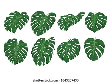 Monstera leaf set green vector