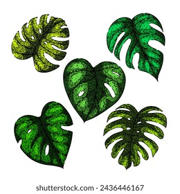 monstera leaf set hand drawn. silhouette line, vector texture, jungle plant monstera leaf vector sketch. isolated color illustration