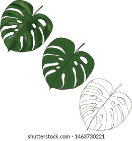 Monstera leaf set. Isolated design elements on white background. Vector design illustration.