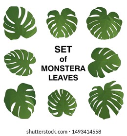 Monstera leaf. Set of paradise leaves on white background. Vector illustration. Summer floral design. Botanical art. Natural card design. Set with green monstera leaves. Tropical illustration.
