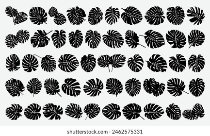 Monstera Leaf Silhouette Clipart Isolated, Handmade Calligraphy Vector Illustration, Leaf Collection Set Bundle Silhouette Vector Illustration, Vector Files Are Editable.