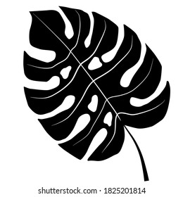 Monstera leaf silhouette isolated on white background. Monstera tree leaf black sihouette vector illustration.  Monochrome design.