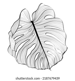 Monstera Leaf Sketch By Hand Drawing. Leaf Art Highly Detailed In Line Art Style. Monstera Is Plant Of Tropical. Leaf For Paint To Pattern Or Wallpaper.