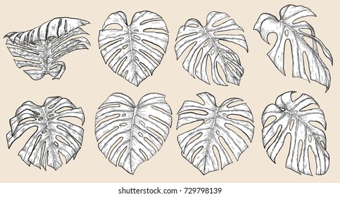 Monstera leaf sketch by hand drawing.Monstera vector set on white background.Vector leaves art highly detailed in line art style.Monstera is plant of tropical.Leaf for paint to pattern or wallpaper.