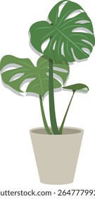 monstera leaf tree garden houseplant