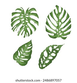 Monstera Blatt, tropische Blatt-Illustration	