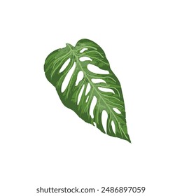 Hoja de Monstera, ilustración de hoja tropical	