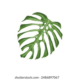 Monstera leaf, tropical leaf illustration	