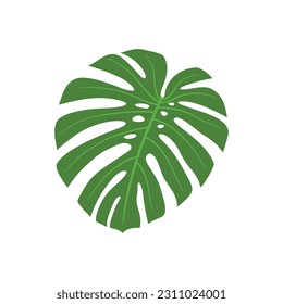 Monstera leaf tropical illustration isolated on white background. Vector botanical summer design element of green exotic plant. Beautiful jungle nature