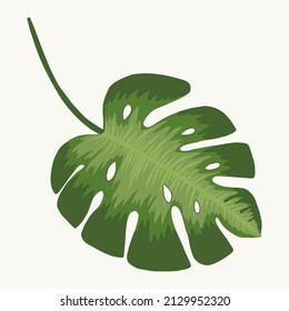 Monstera leaf. Tropical isolated vector illustration drawing hand