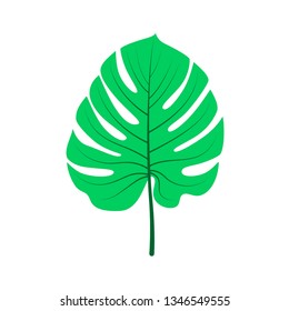 Monstera leaf vector