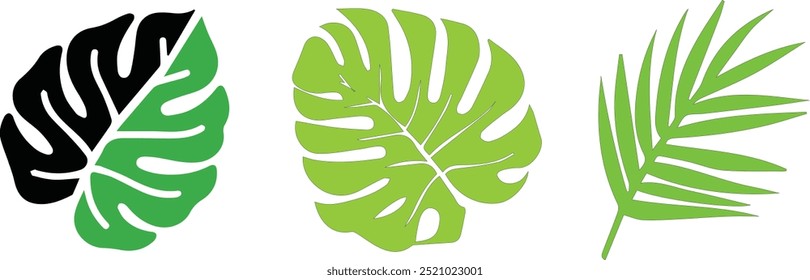 Monstera leaf vector clip art set, perfect for tropical designs, home decor, and botanical illustrations