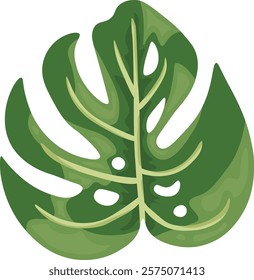 Monstera leaf. Vector clipart, illustration with isolated background.