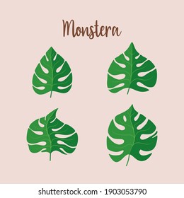 Monstera leaf vector design. Suitable for your print background, stock design, preview and etc