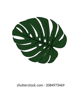 monstera leaf vector, green leaf with beautiful holes