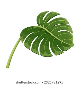 Monstera leaf vector illustration. Cartoon isolated exotic plant of tropical jungle, beach or garden in tropics, natural green leaf on stem, wild and decorative floral branch and vacation symbol